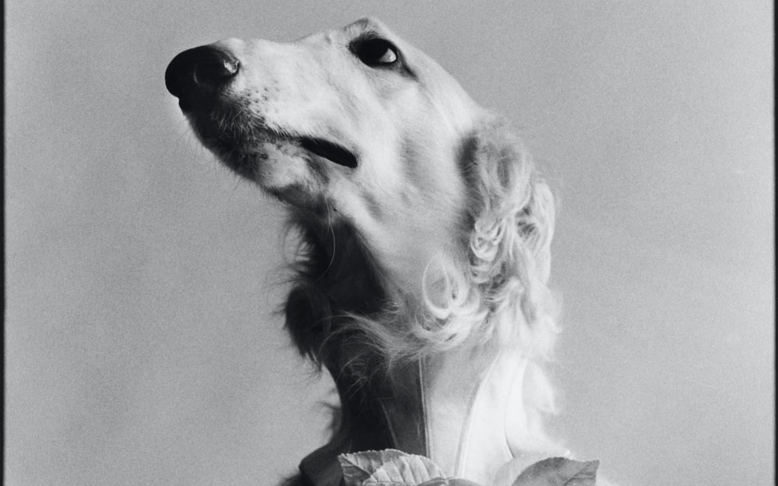 Entry Tickets to the Temporary Elliott Erwitt Exhibition at Villa Bardini in Florence - Full Experience | TickYourList