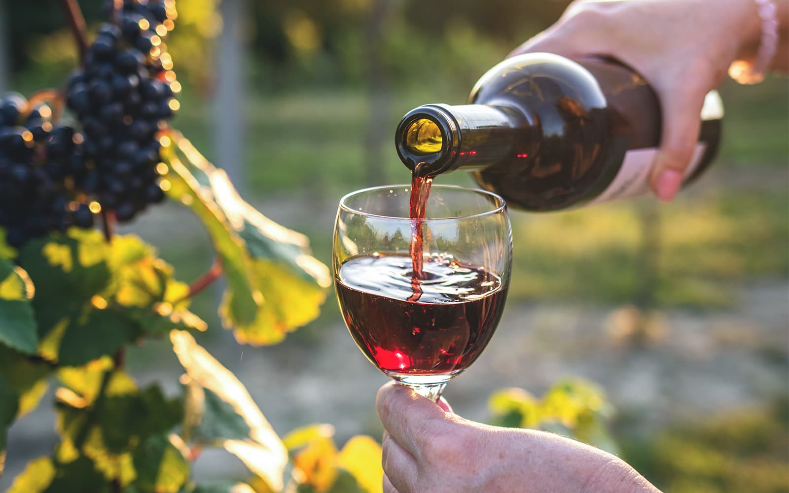 Chianti Region Guided Tour with Local Tastings and Vineyards experience tickets in Florence | TickYourList