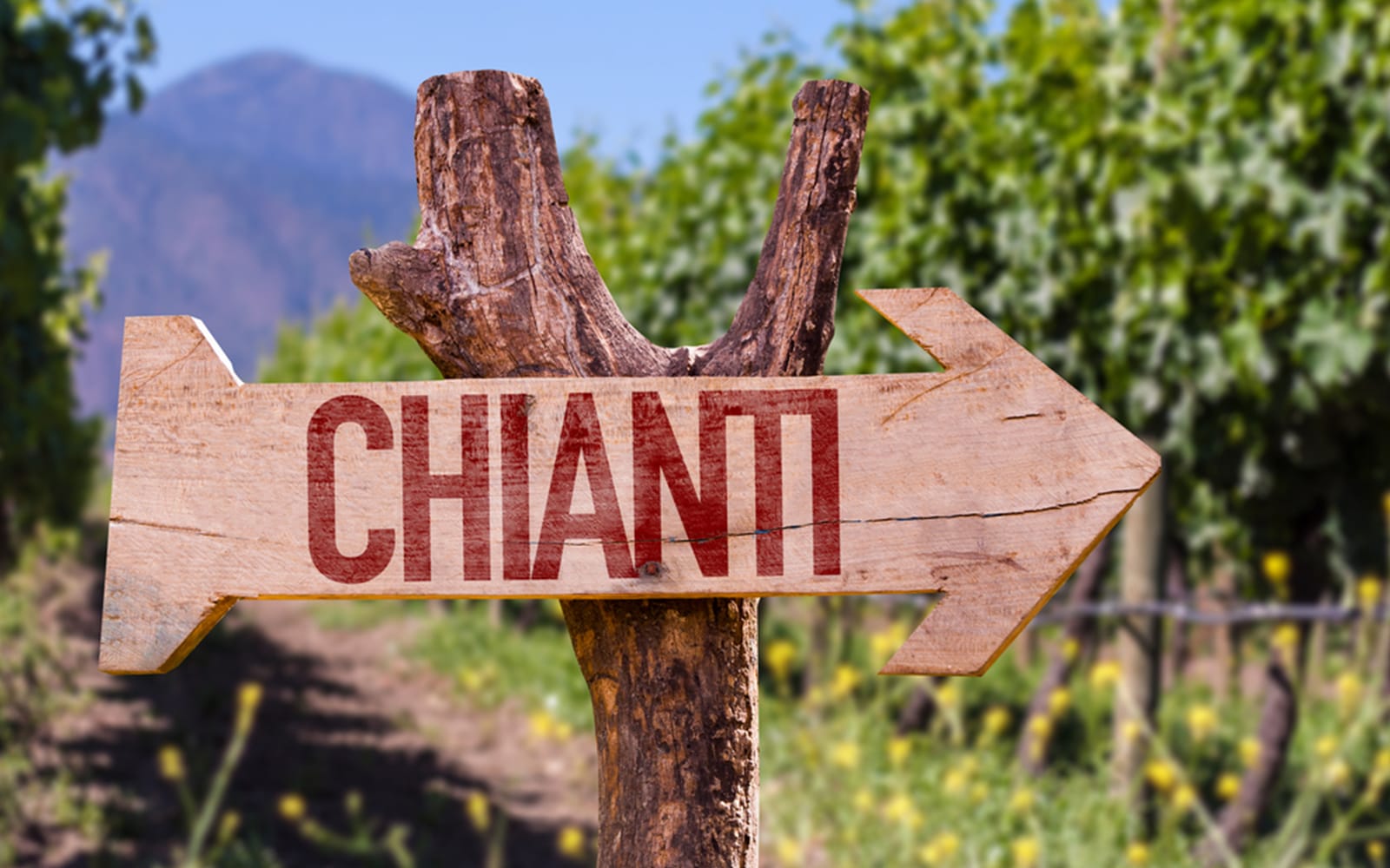 Chianti Region Guided Tour with Local Tastings and Vineyards tickets in Florence - Activities | TickYourList
