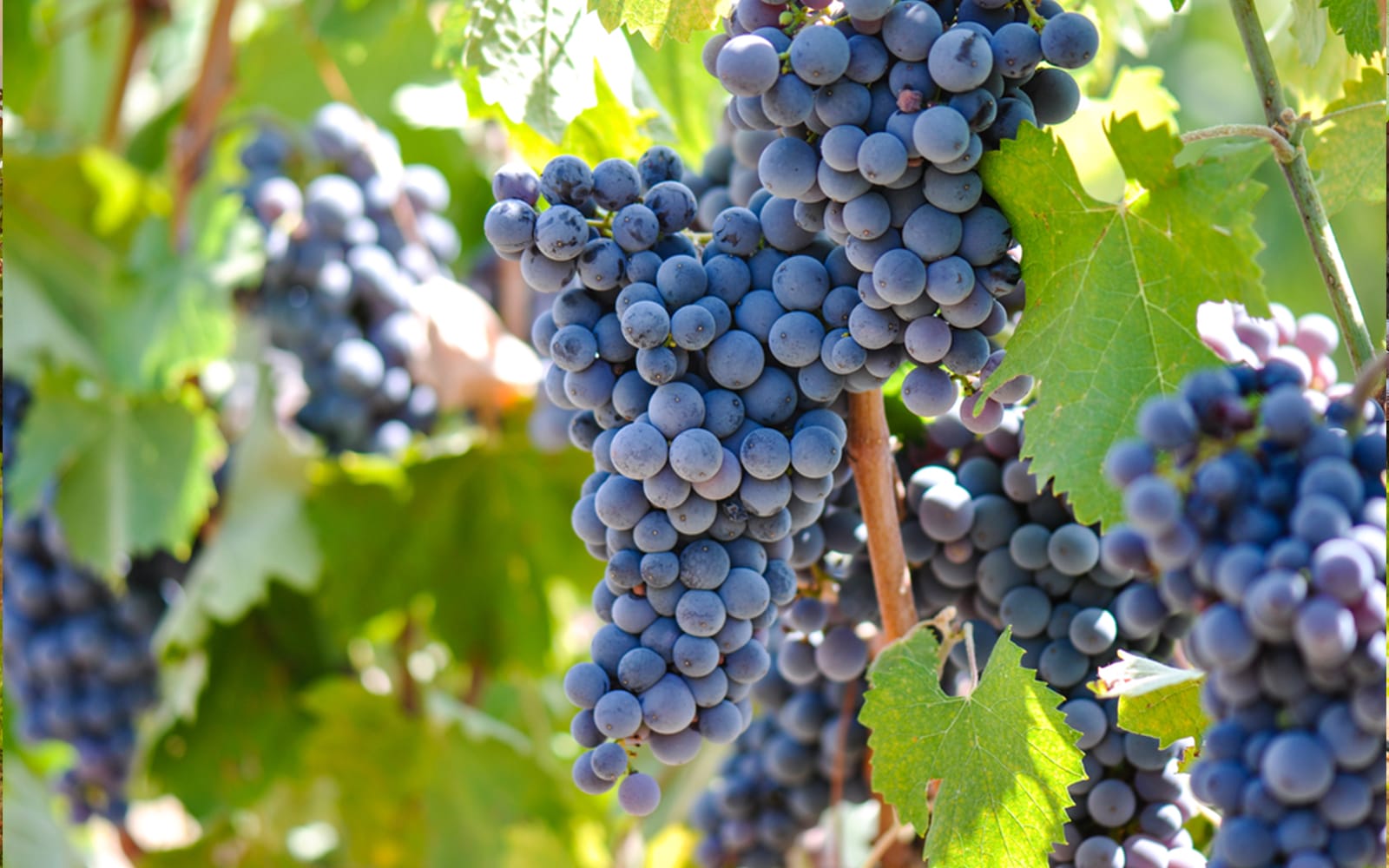 Chianti Region Guided Tour with Local Tastings and Vineyards tickets in Florence - Features | TickYourList