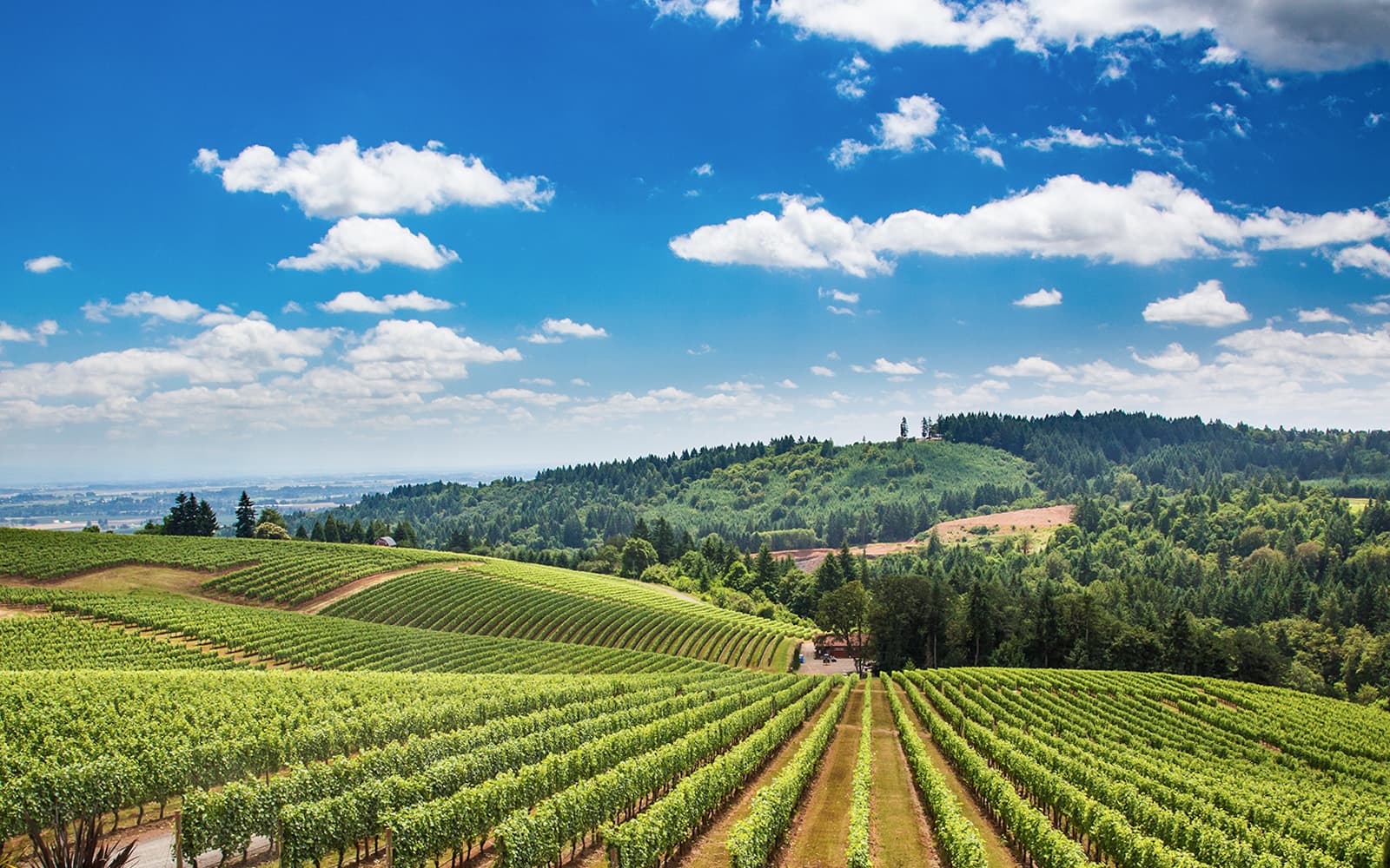 VIP Semi-Private Wineland Safari in Tuscany from Florence