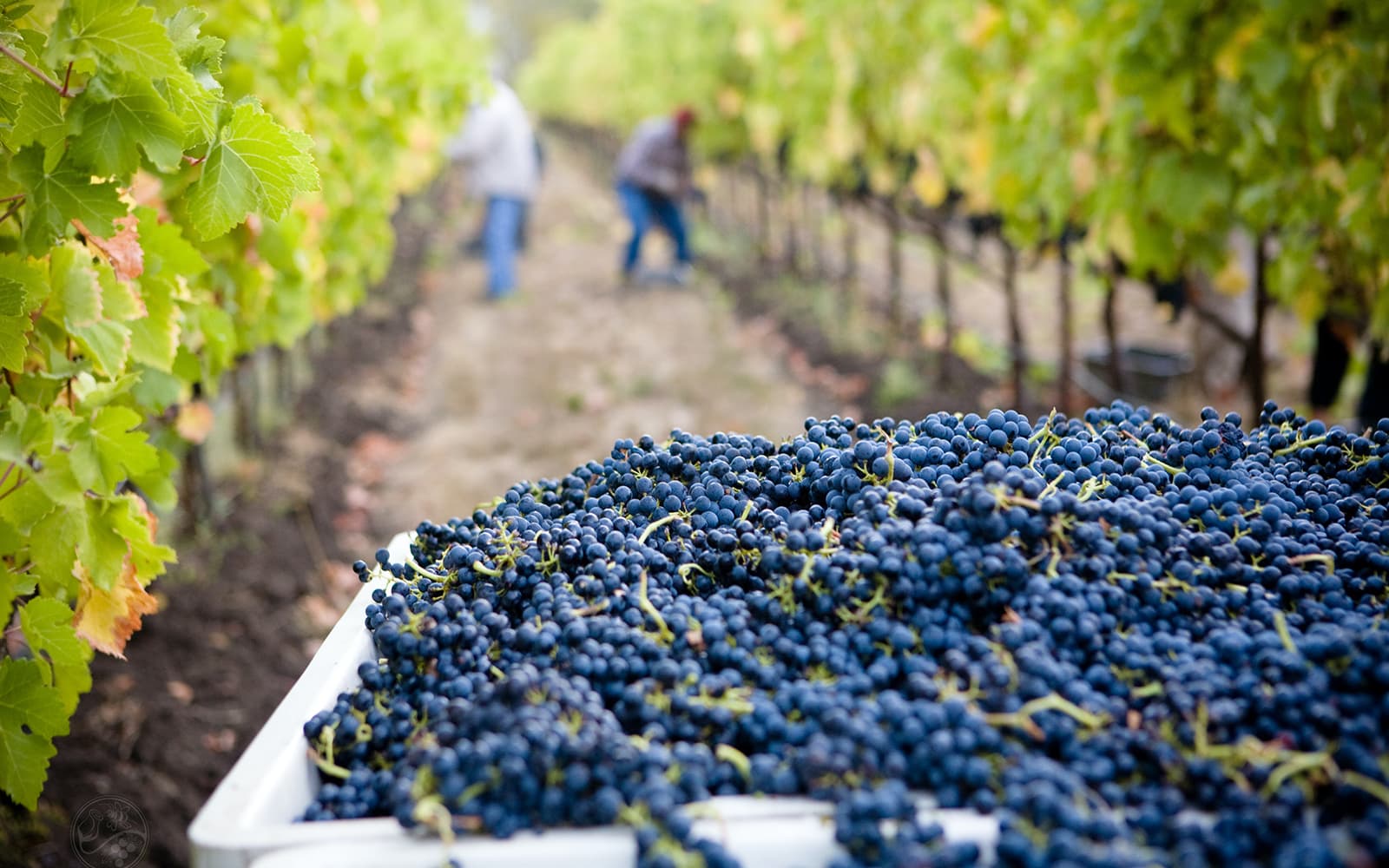 Taste of Chianti: Countryside Flavors & Vineyard Tour and Tastings tickets in Florence - Highlights | TickYourList