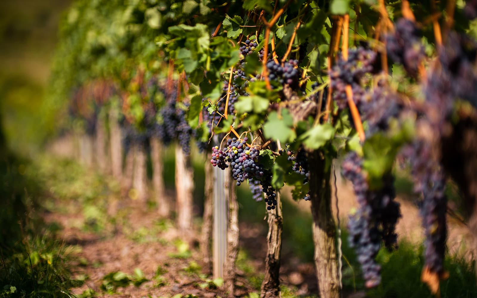 Taste of Chianti: Countryside Flavors & Vineyard Tour and Tastings tickets in Florence - Features | TickYourList