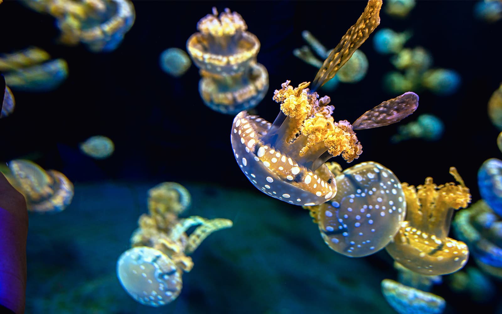 Genoa Aquarium Tickets in Genoa - Features | TickYourList