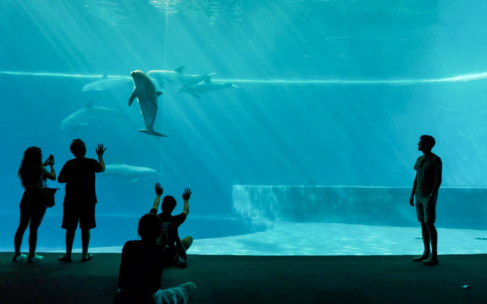 Combo: Genoa Aquarium + FantaCinema Museum Tickets in Genoa - Attractions | TickYourList
