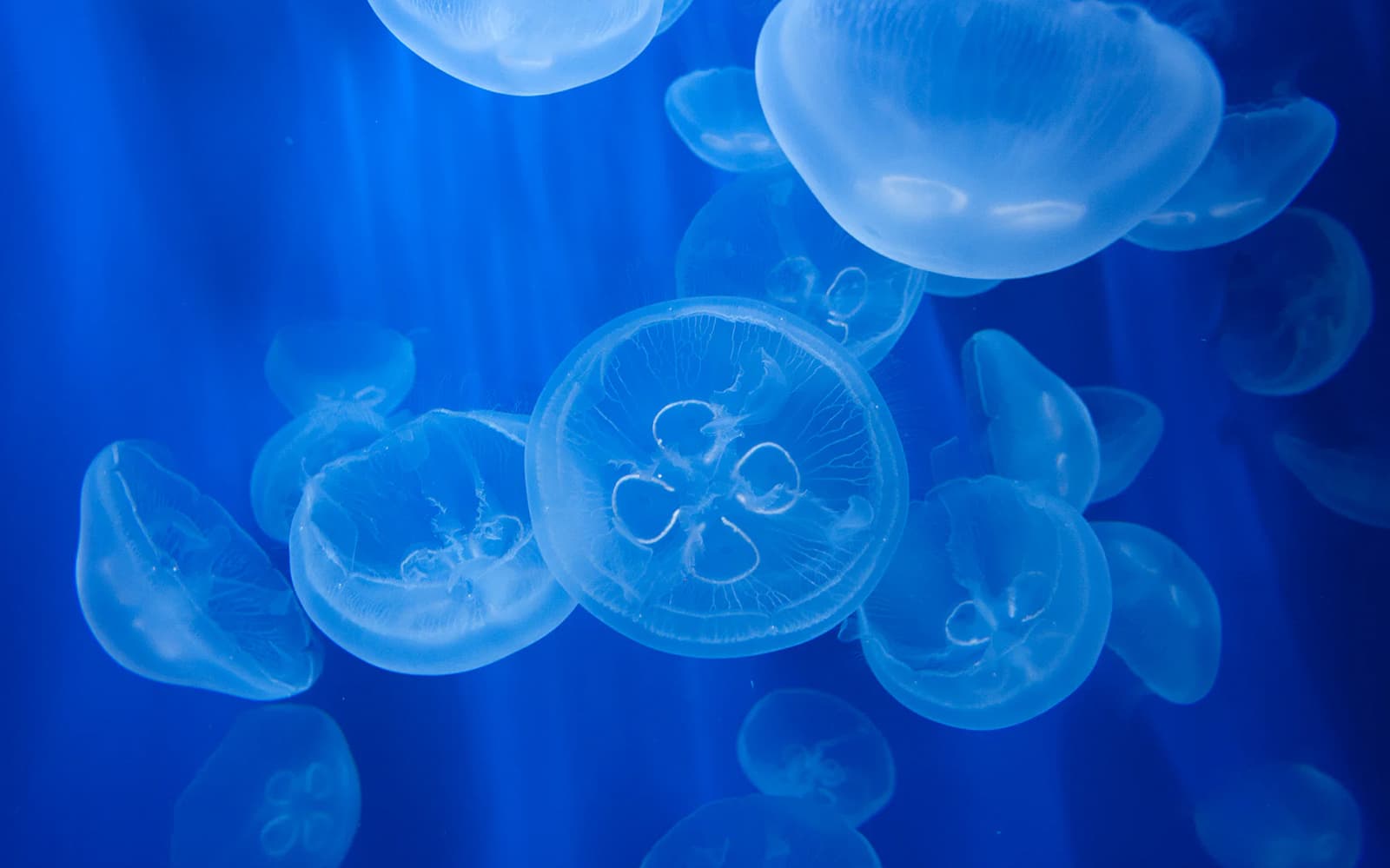 Combo: Genoa Aquarium + FantaCinema Museum Tickets in Genoa - Highlights | TickYourList
