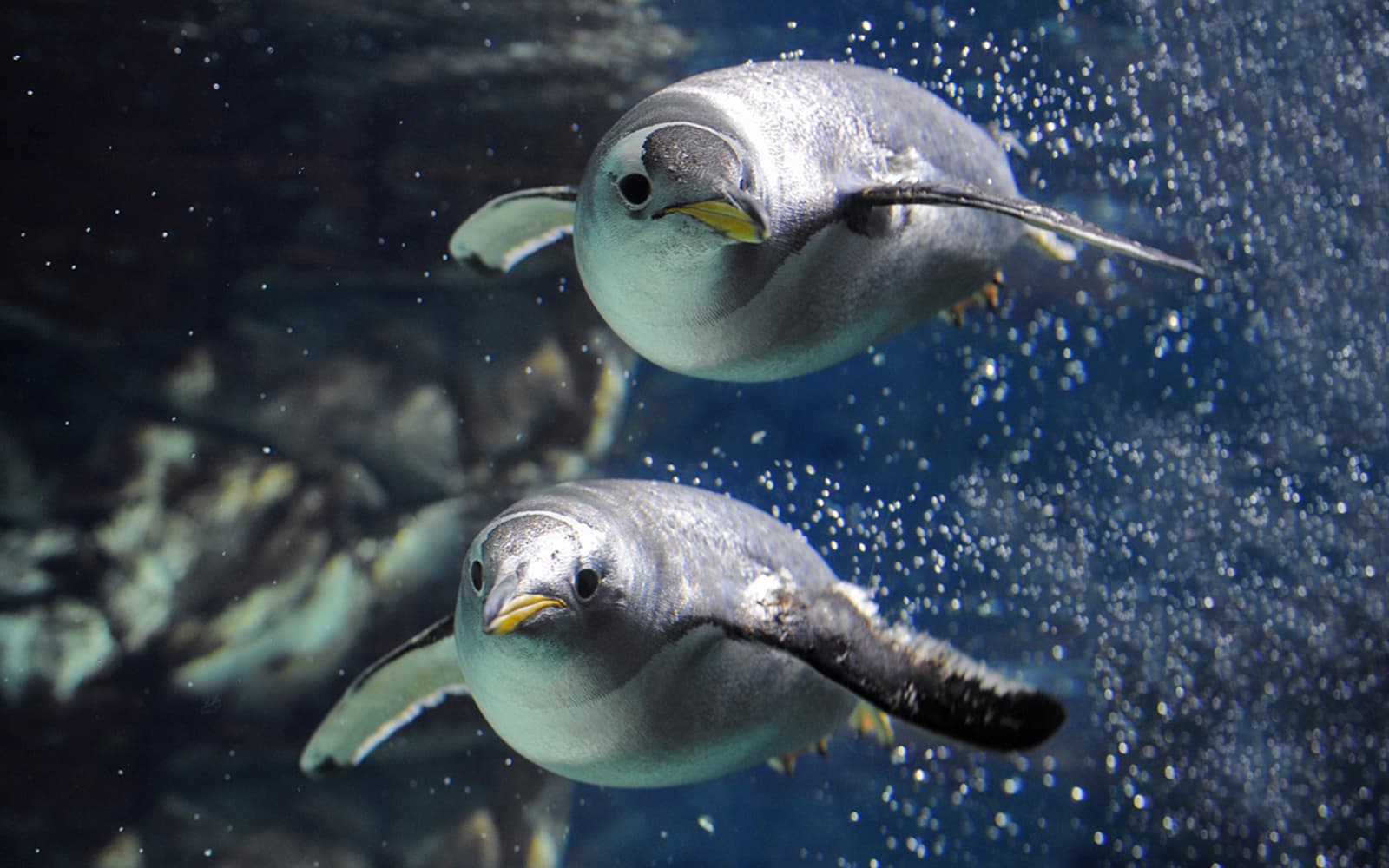 Tickets to Genoa Aquarium with Lunch in Genoa - Highlights | TickYourList