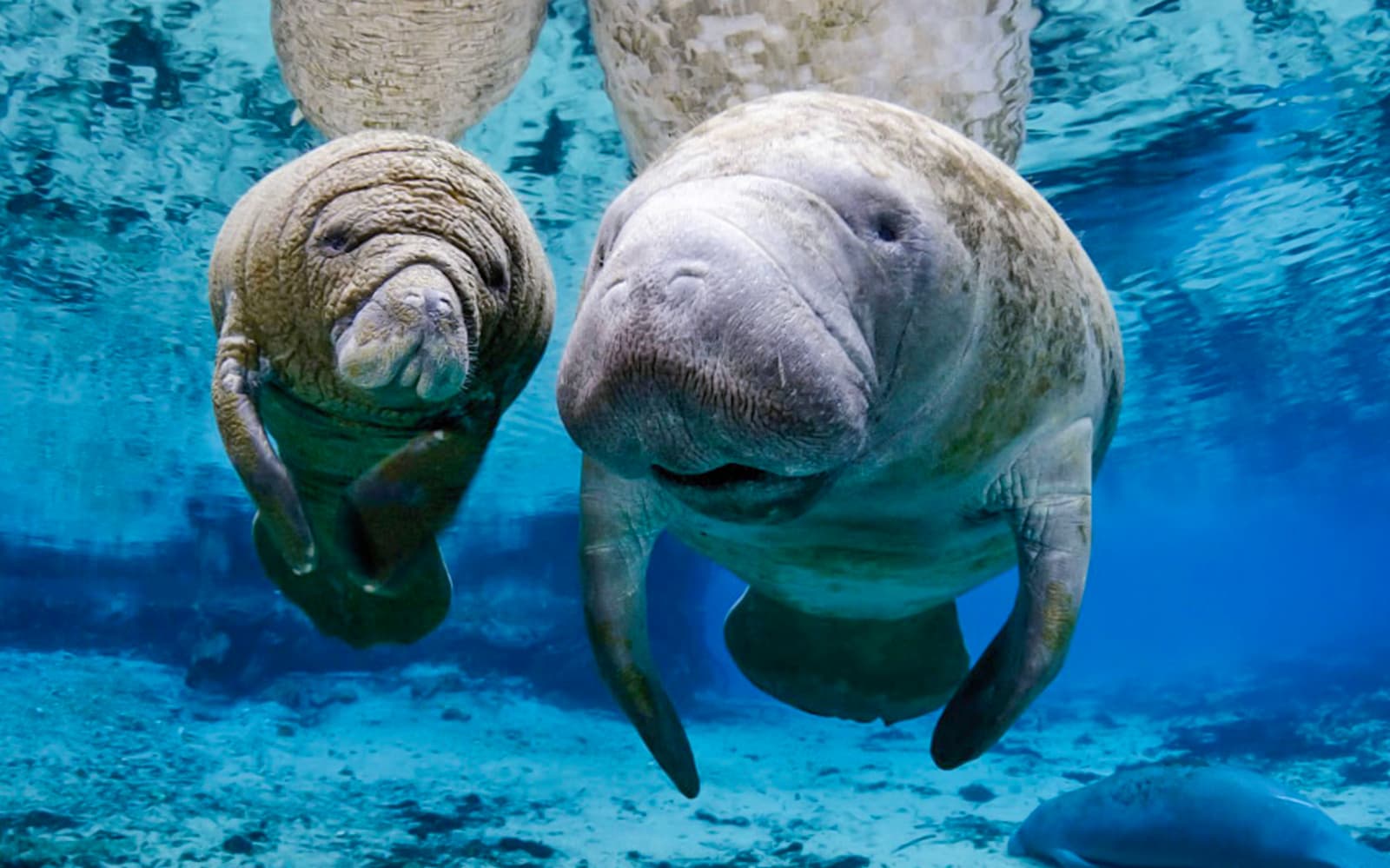 Combo: Genoa Aquarium + Lighthouse of Genoa Tickets in Genoa - Activities | TickYourList