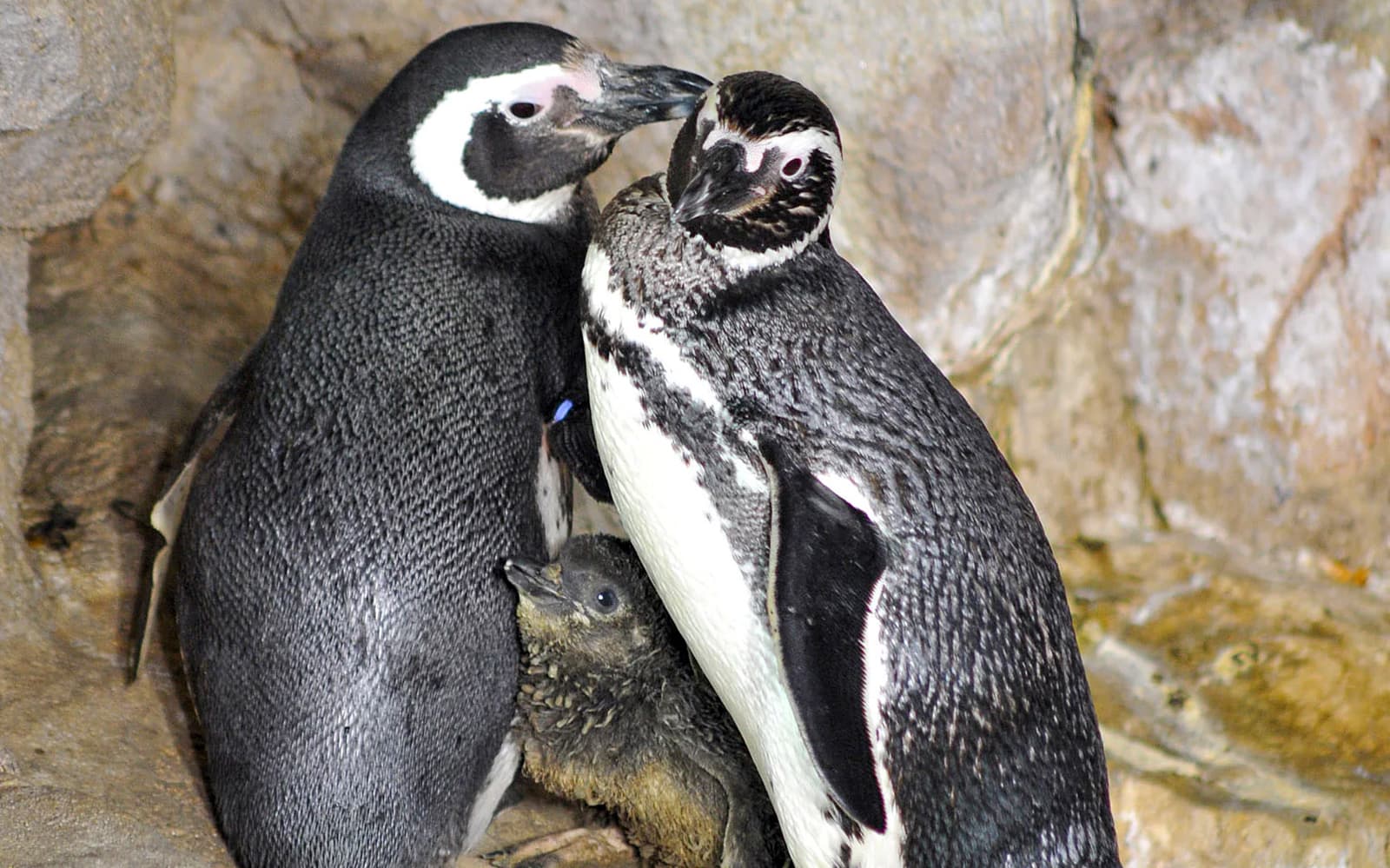 Combo: Genoa Aquarium + Lighthouse of Genoa Tickets in Genoa - Features | TickYourList