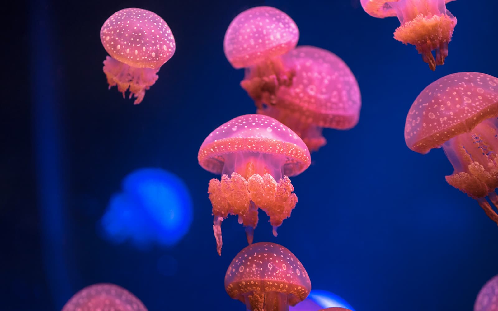Combo (Save 5%): Genoa Aquarium Tickets + Hop-on Hop-off Bus Tour in Genoa - Attractions | TickYourList