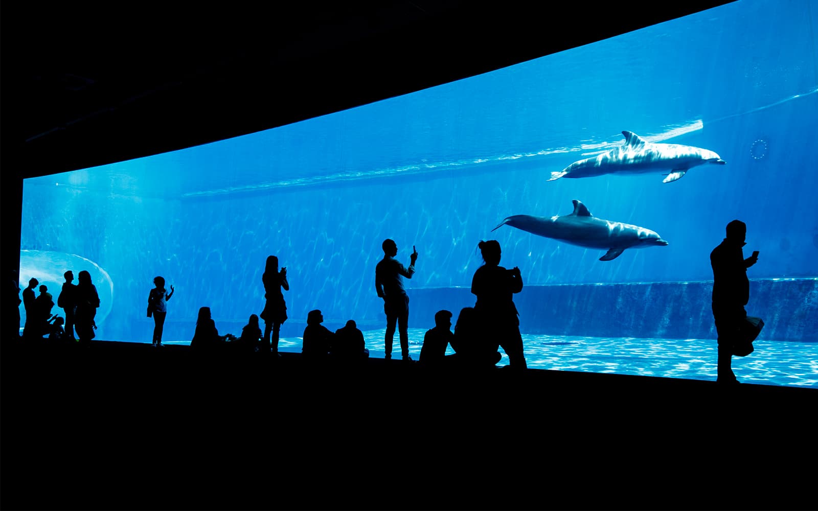 Combo (Save 5%): Genoa Aquarium Tickets + Hop-on Hop-off Bus Tour in Genoa - Activities | TickYourList