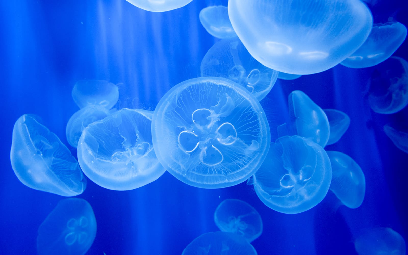 Combo: Genoa Aquarium + City of Children and Youth Tickets in Genoa - Highlights | TickYourList