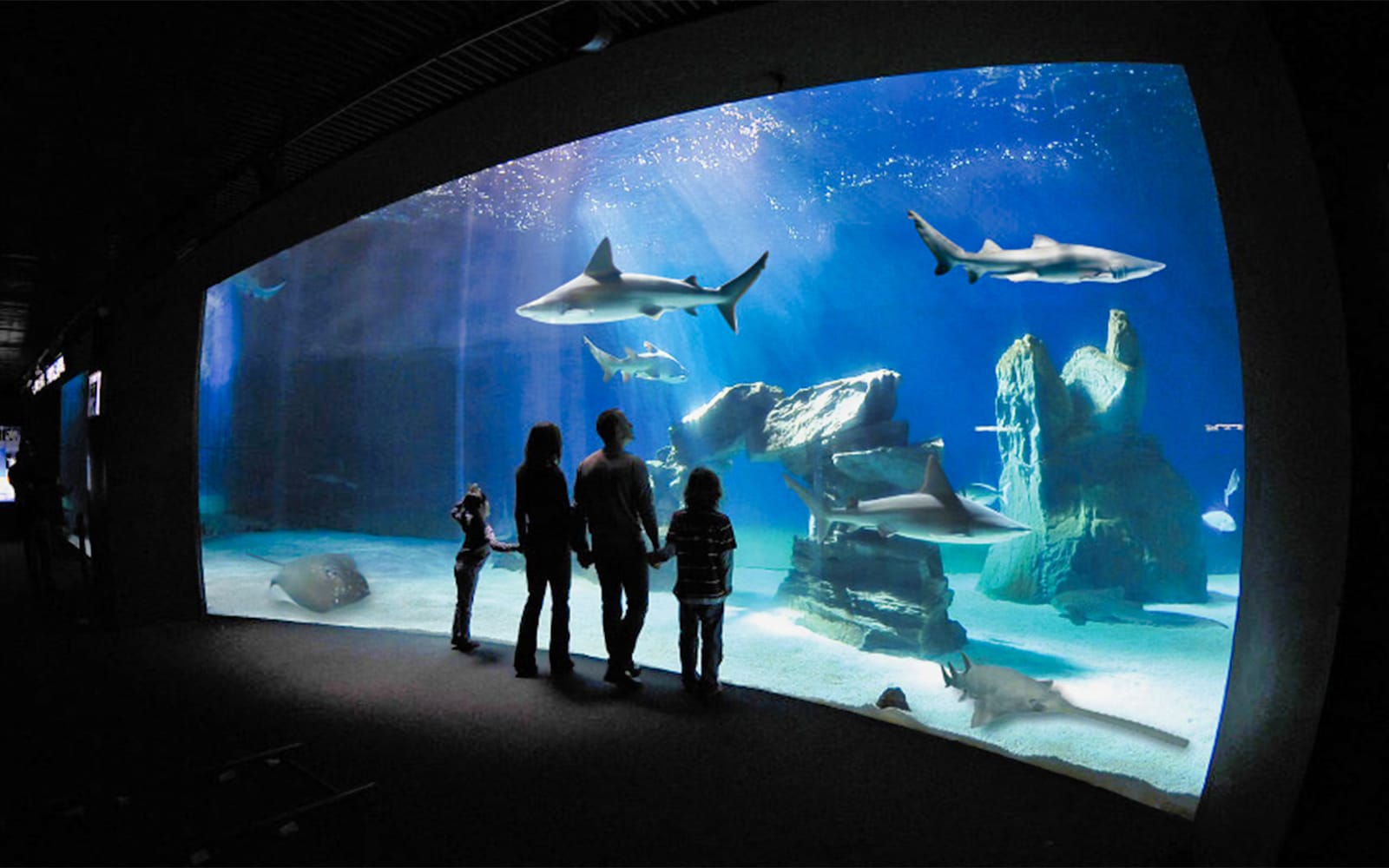 Combo: Aquarium of Genoa + Galata Maritime Museum Tickets in Genoa - Activities | TickYourList
