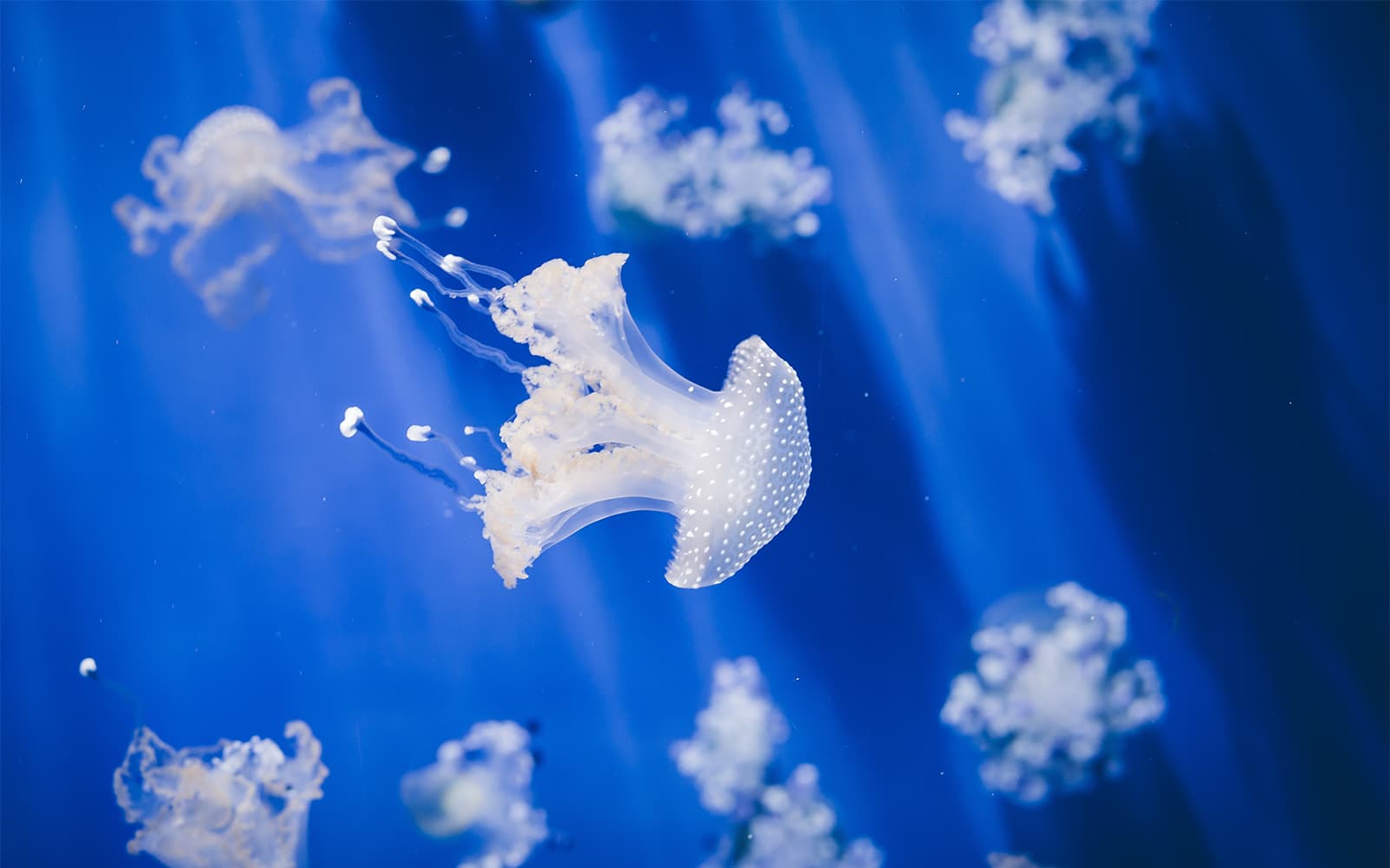 Combo: Aquarium of Genoa + Galata Maritime Museum Tickets in Genoa - Features | TickYourList
