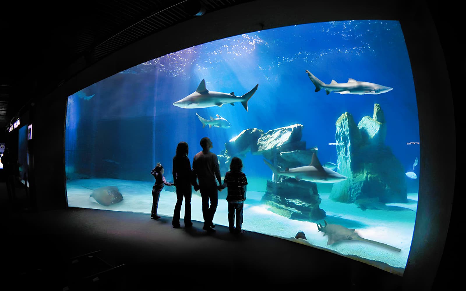 Tickets to the Aquarium of Genoa and Columbus' House in Genoa - Attractions | TickYourList
