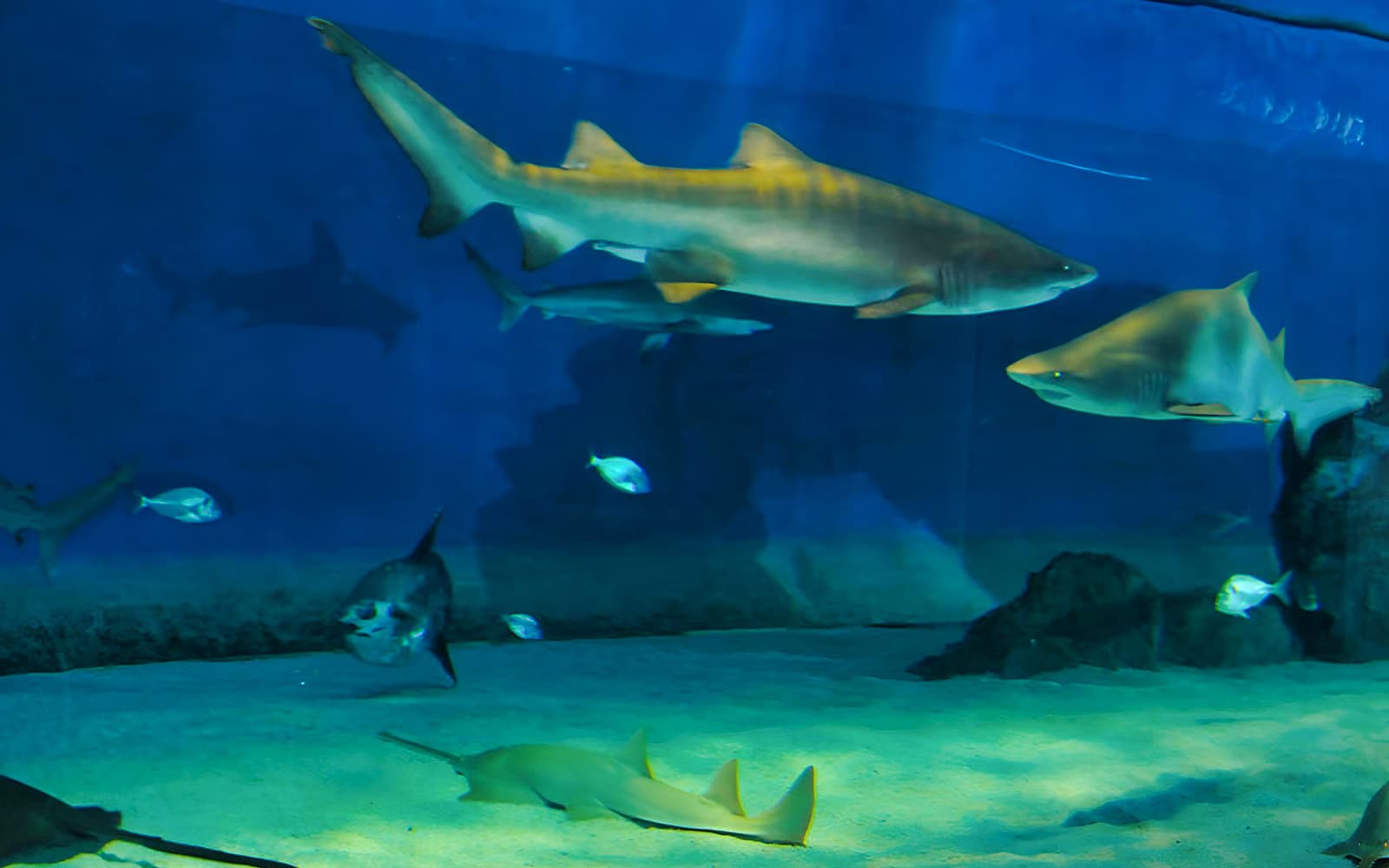 Tickets to the Aquarium of Genoa and Columbus' House in Genoa - Highlights | TickYourList