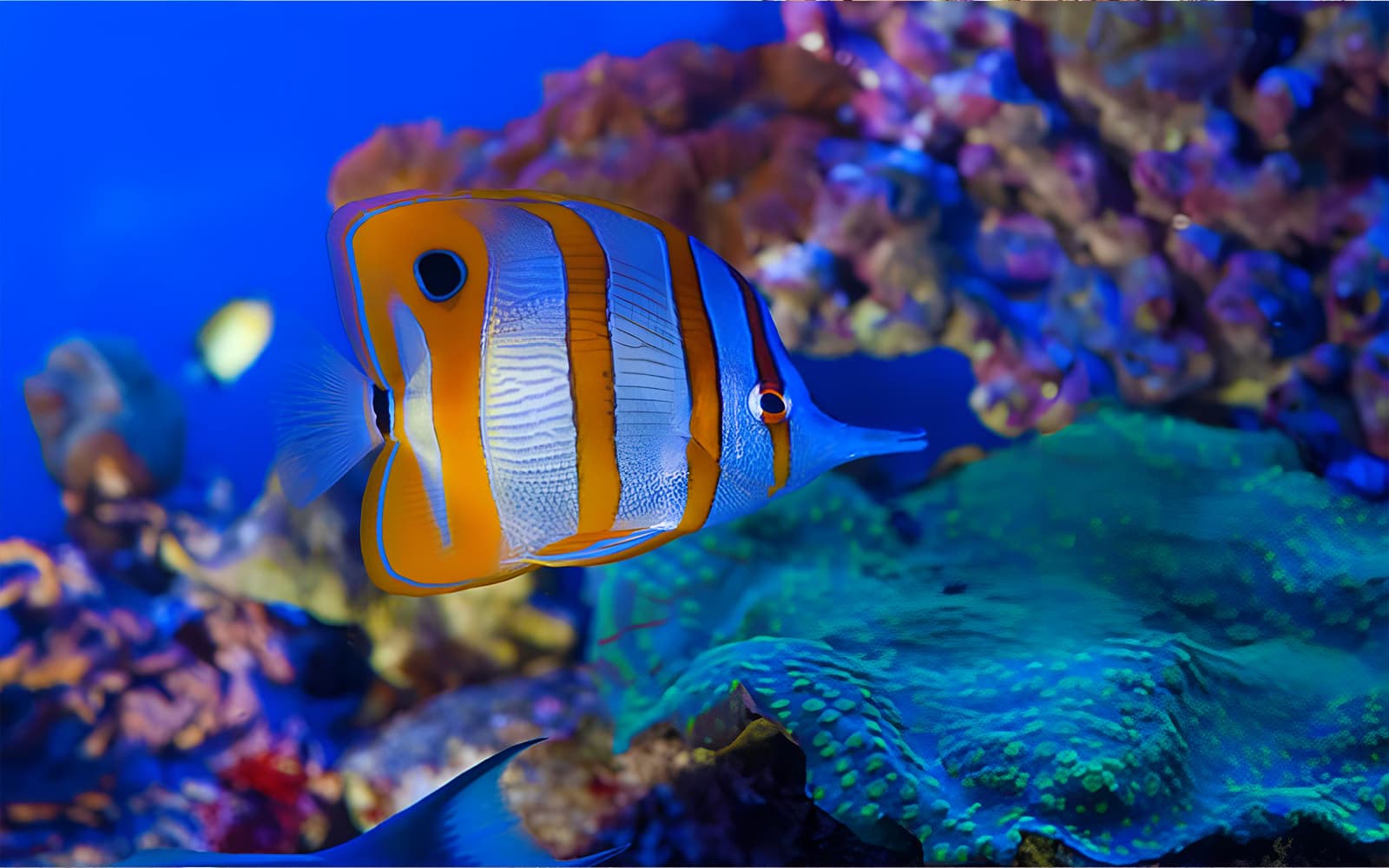 Tickets to the Aquarium of Genoa and Columbus' House in Genoa - Features | TickYourList