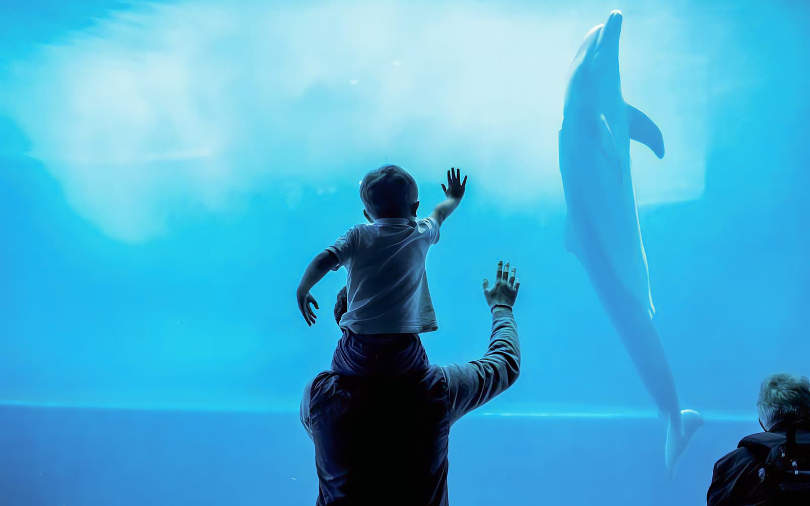 Combo: Genoa Aquarium Tickets + Pelagos Sanctuary Whale Watching Cruise