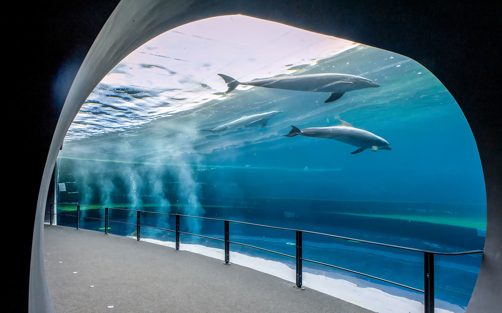 Combo: Genoa Aquarium Tickets + Pelagos Sanctuary Whale Watching Cruise in Genoa - Activities | TickYourList