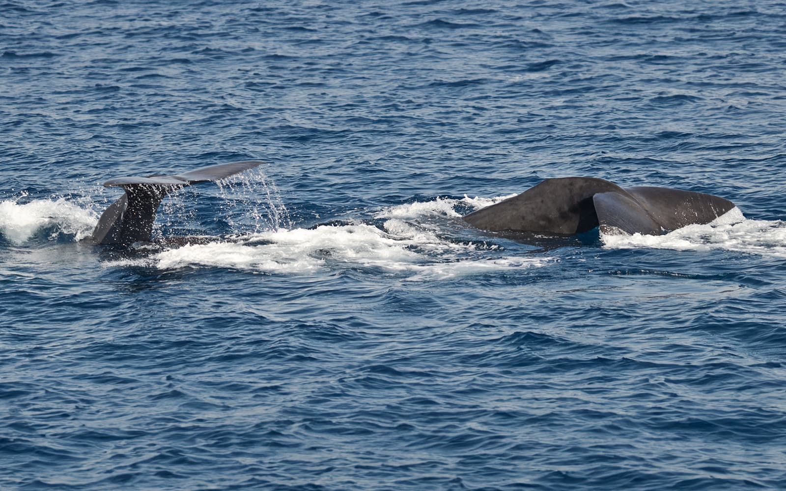 Combo: Genoa Aquarium Tickets + Pelagos Sanctuary Whale Watching Cruise in Genoa - Features | TickYourList