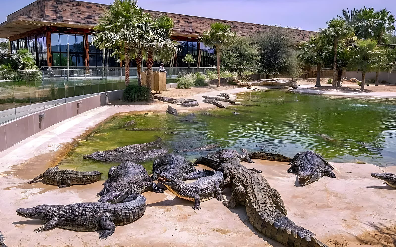 8ab9fd5458478608805de00d0a399d01-23251---Dubai---Tickets-to-Dubai-Crocodile-Park---02.jpg