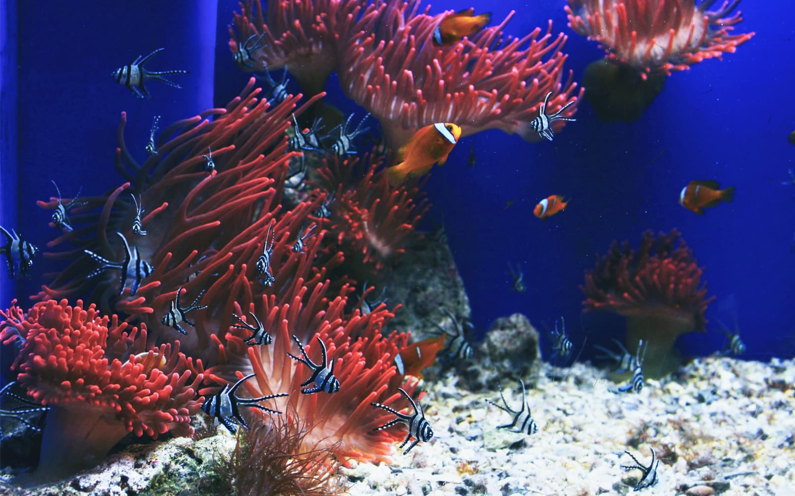 Skip-the-Line Tickets - Genoa Aquarium and Galata Maritime Museum