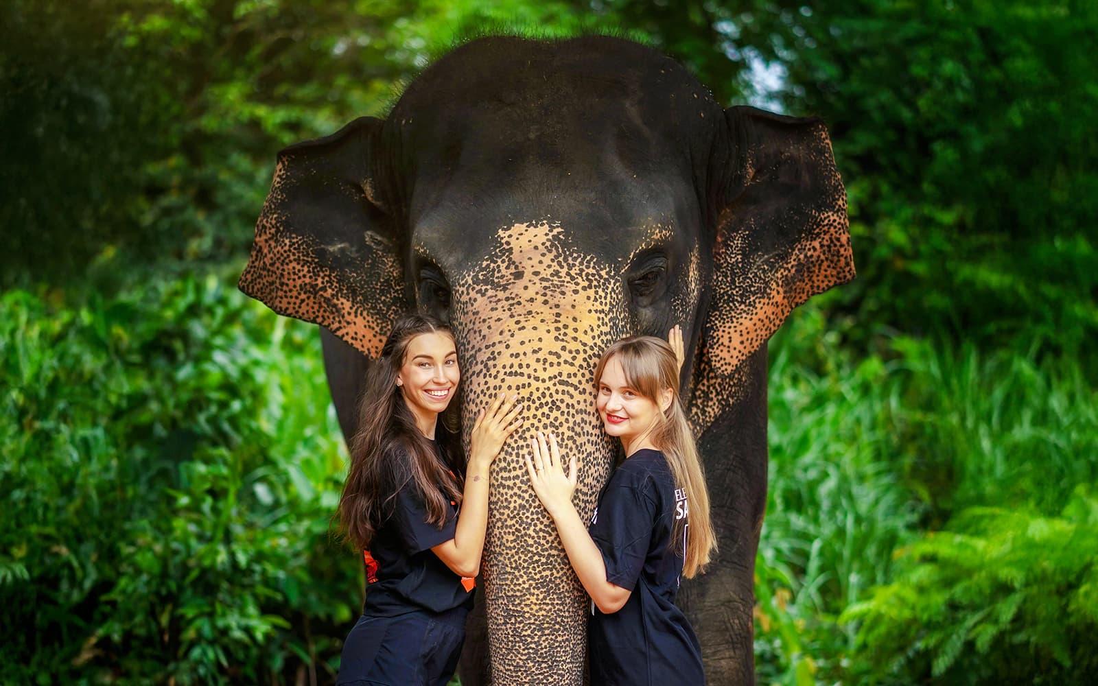 Elephant Jungle Sanctuary Experience in Phuket: Meet & Feed tickets in Phuket - Attractions | TickYourList