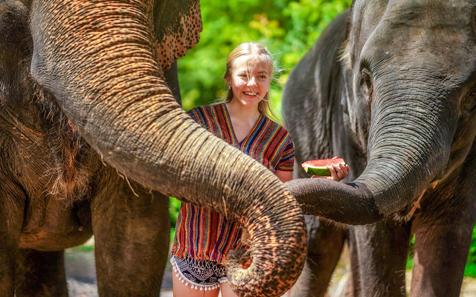 Elephant Jungle Sanctuary Experience in Phuket: Meet & Feed tickets in Phuket - Activities | TickYourList