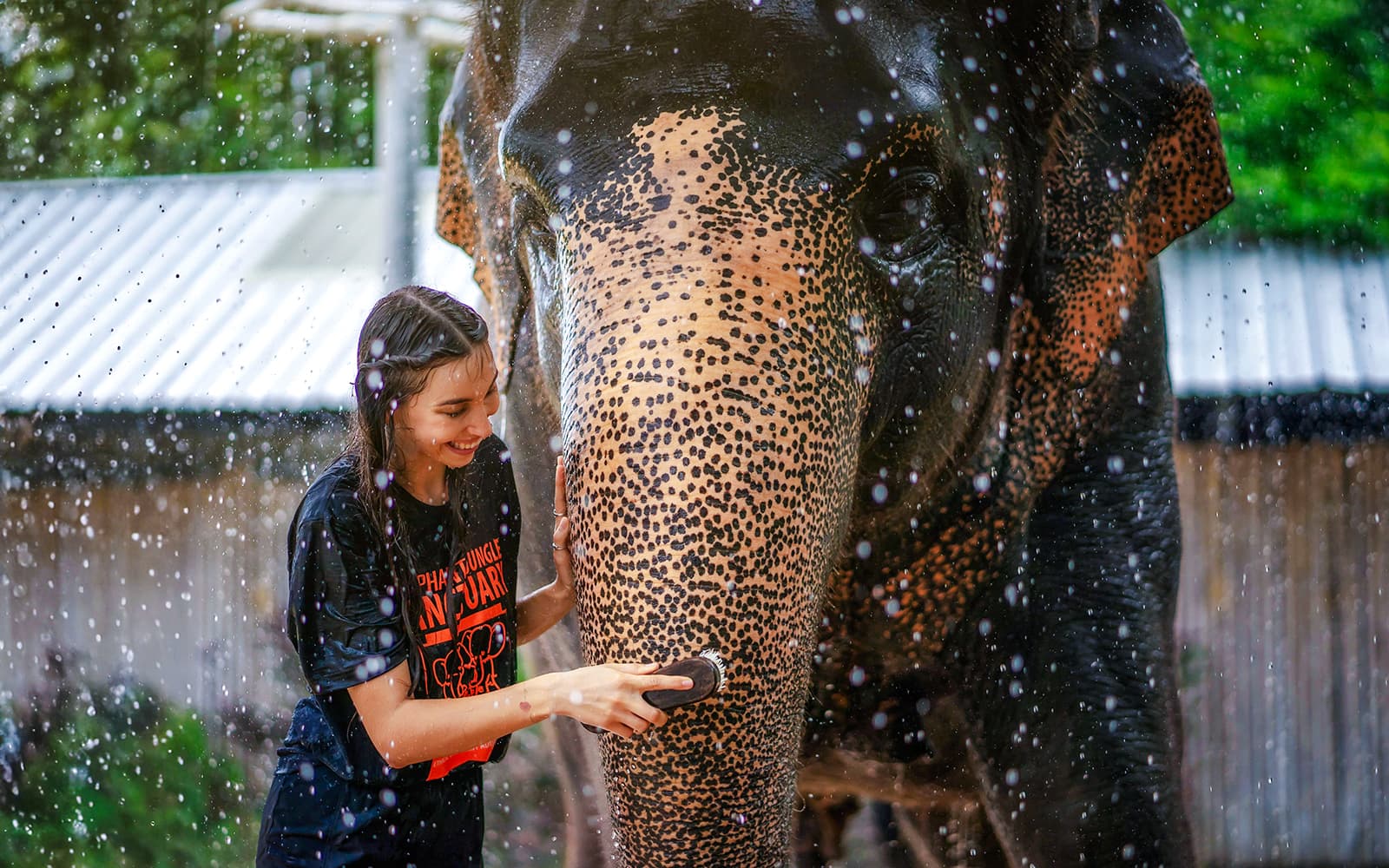 Elephant Jungle Sanctuary Experience in Phuket: Meet & Feed tickets in Phuket - Highlights | TickYourList