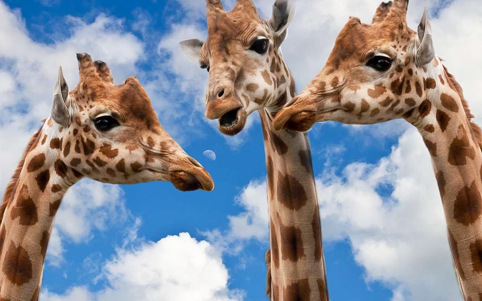 Krakow Zoo Entrance Tickets with Hotel Transfers in Krakow - Attractions | TickYourList