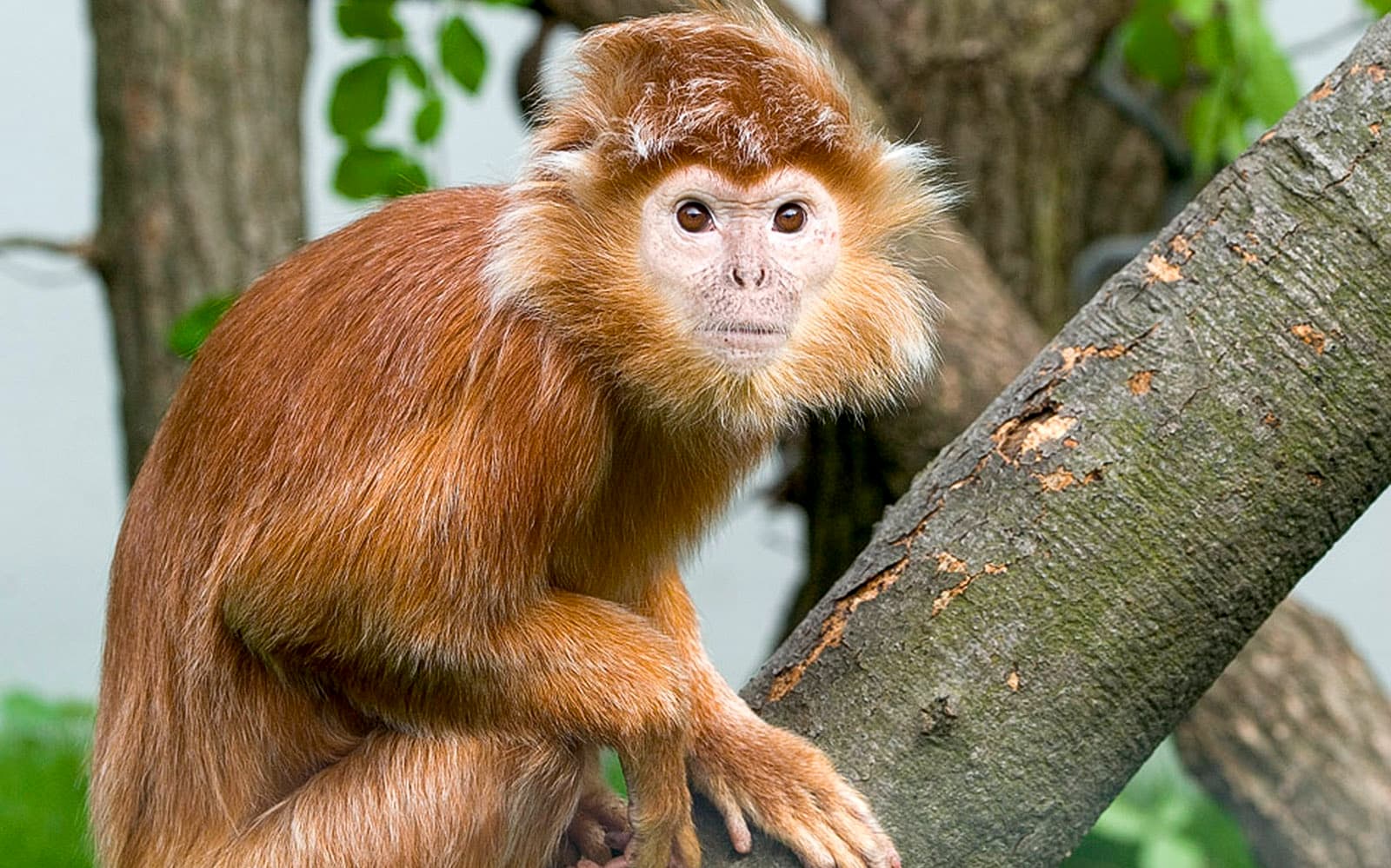 Krakow Zoo Entrance Tickets with Hotel Transfers in Krakow - Highlights | TickYourList