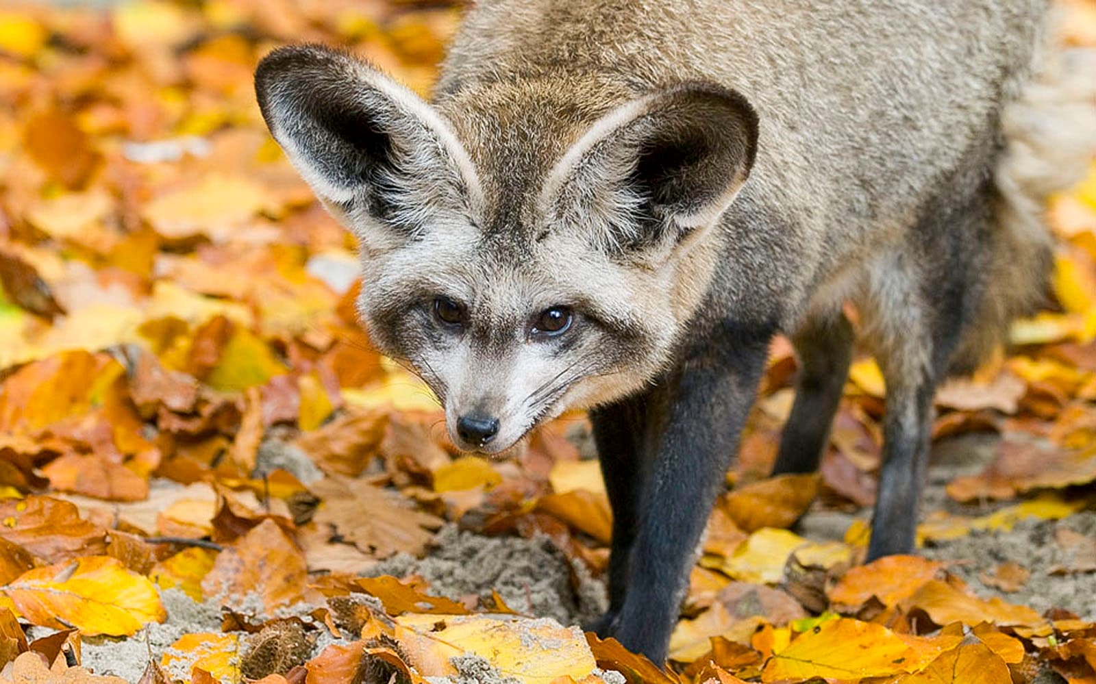 Krakow Zoo Entrance Tickets with Hotel Transfers in Krakow - Features | TickYourList
