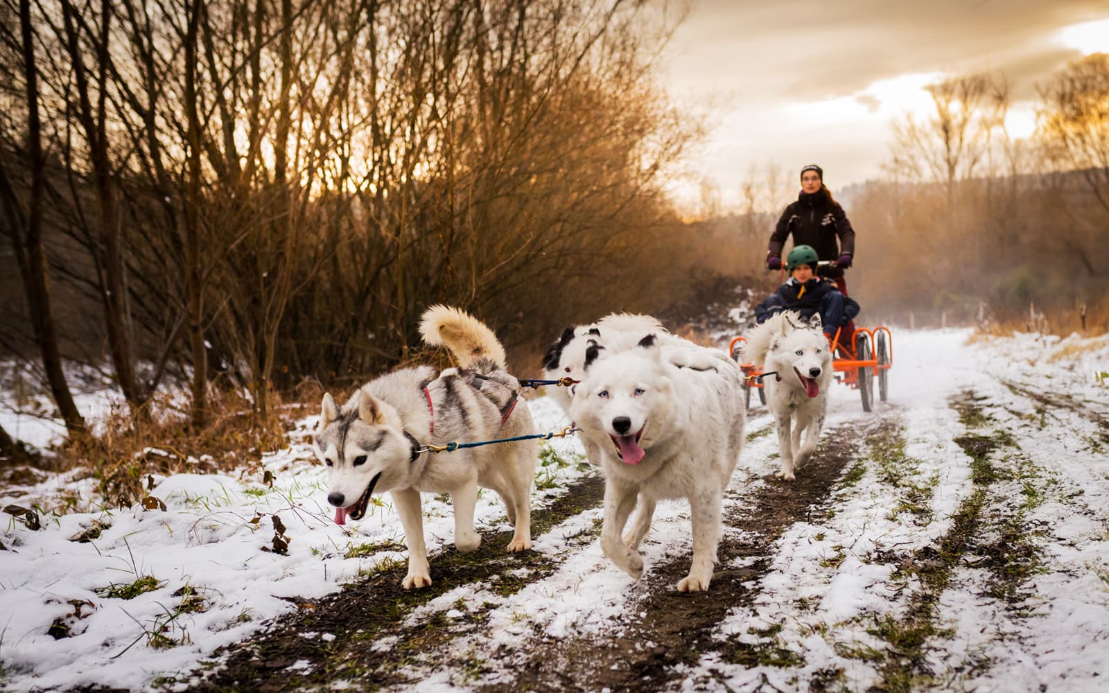 From Krakow: Tatra Mountains Dog Sledding Tour