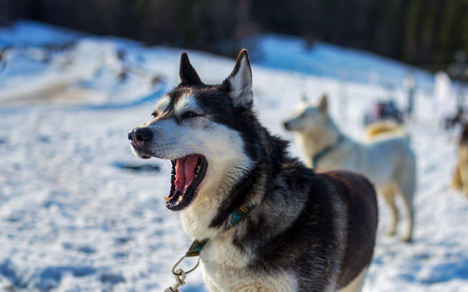 From Krakow: Tatra Mountains Dog Sledding Tour tickets in Zakopane - Attractions | TickYourList