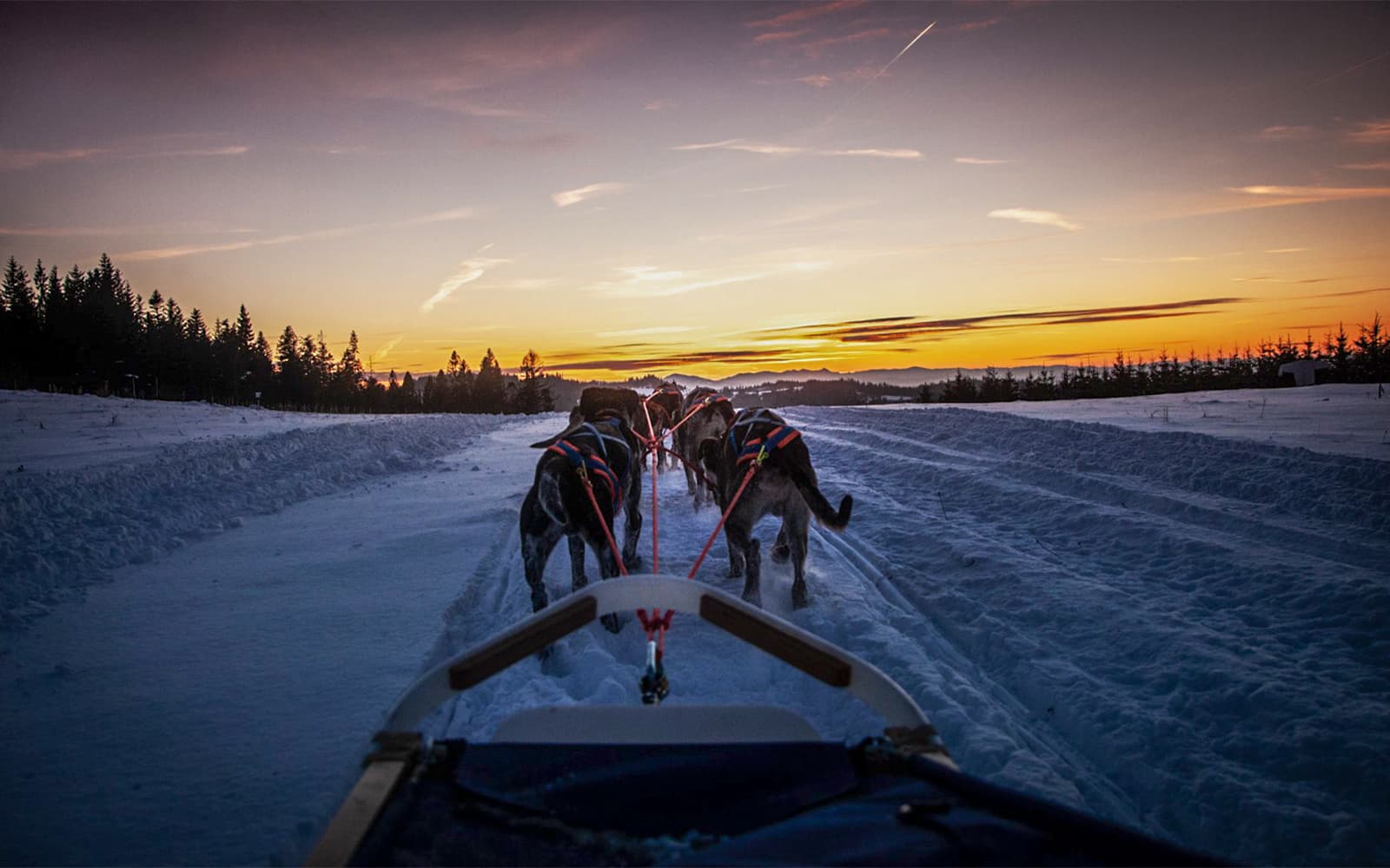 From Krakow: Tatra Mountains Dog Sledding Tour tickets in Zakopane - Activities | TickYourList