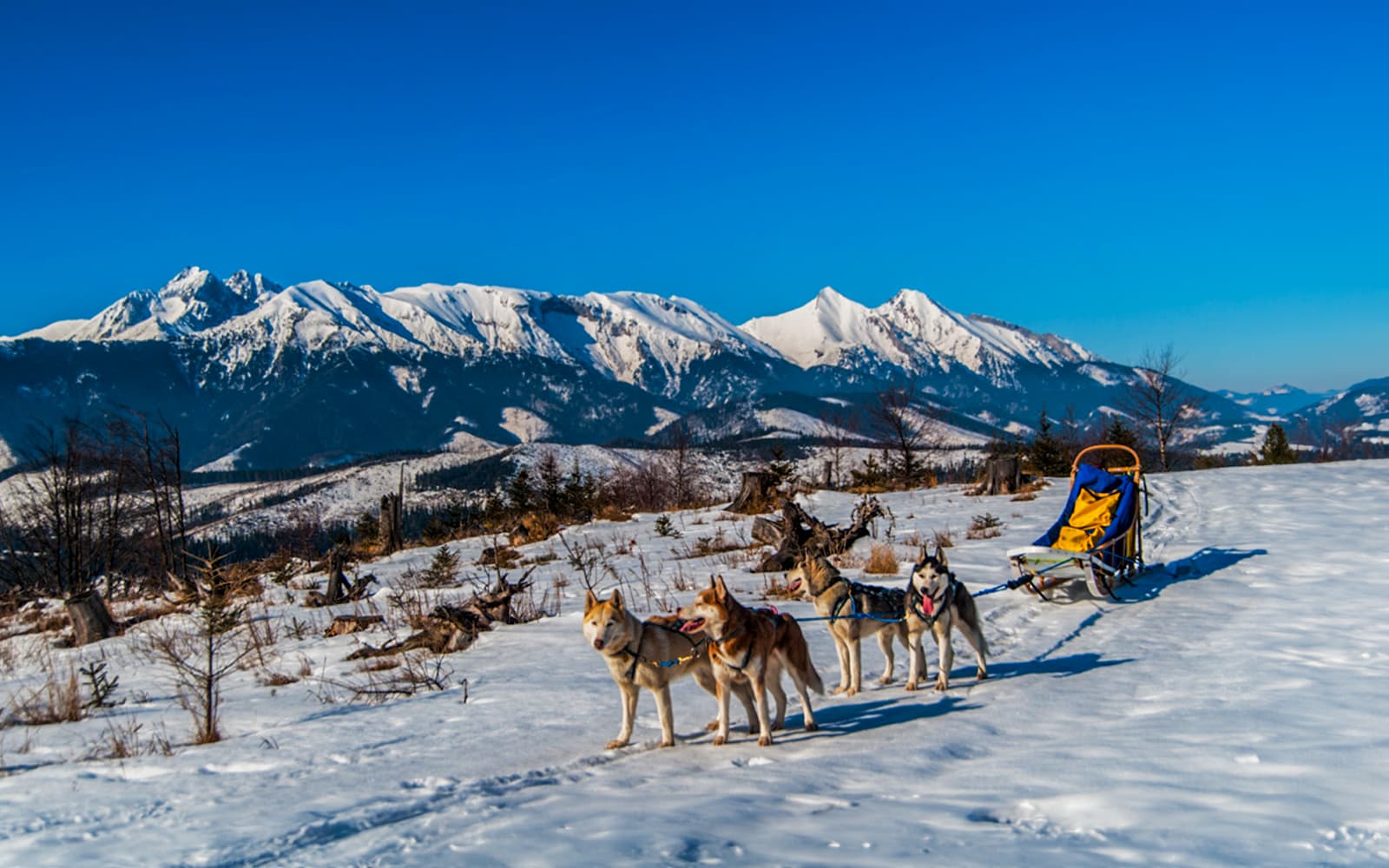 From Krakow: Tatra Mountains Dog Sledding Tour tickets in Zakopane - Highlights | TickYourList