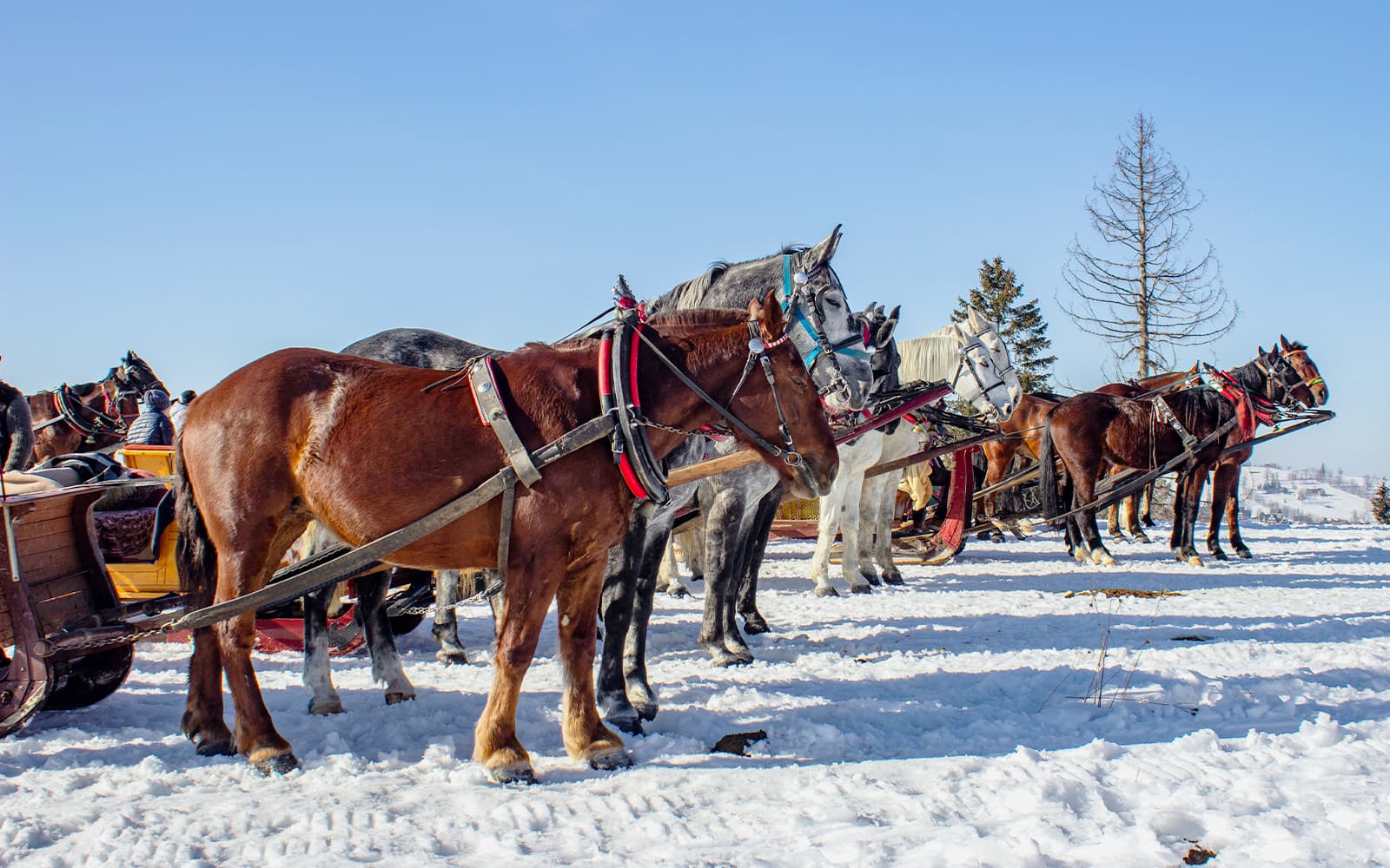Zakopane: Sleigh Ride with Bonfire Meal tickets in Zakopane - Attractions | TickYourList