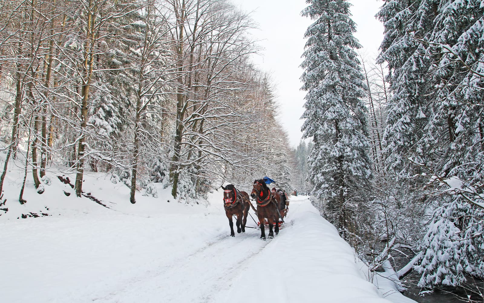 Zakopane: Sleigh Ride with Bonfire Meal tickets in Zakopane - Highlights | TickYourList