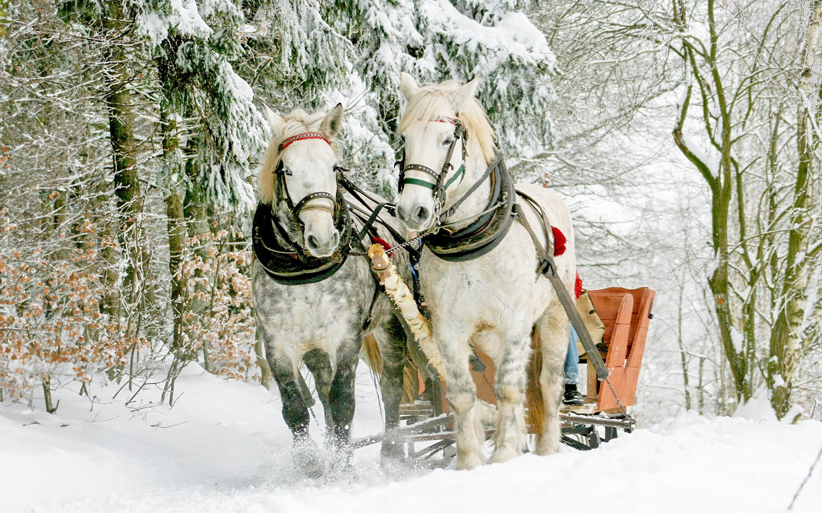 Zakopane: Sleigh Ride with Bonfire Meal tickets in Zakopane - Features | TickYourList