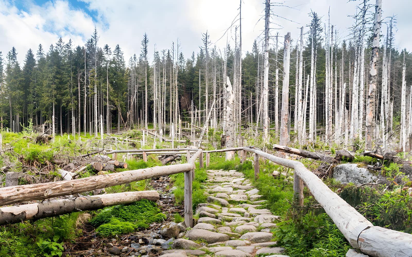 Day Trip from Krakow to Morskie Oko in Zakopane & Slovakia Treetop tickets in Krakow - Highlights | TickYourList