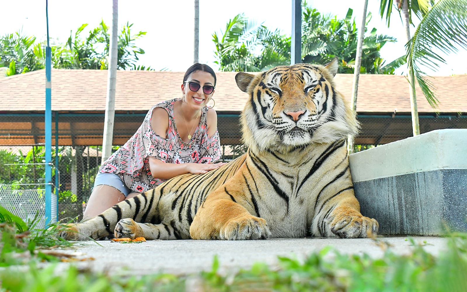 Tiger Park Tickets with Tiger Interactions experience in Phuket | TickYourList