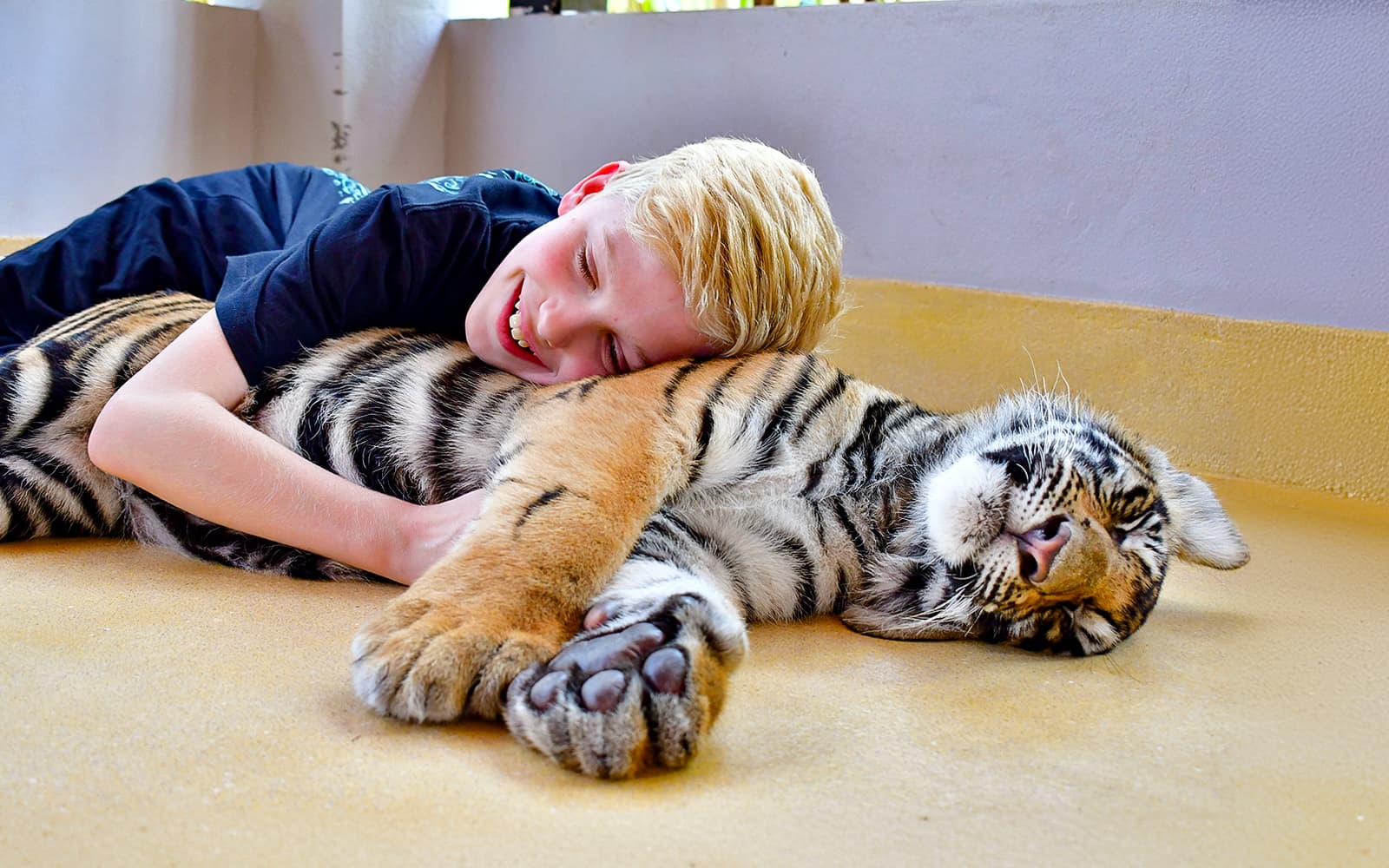 Tiger Park Tickets with Tiger Interactions in Phuket - Highlights | TickYourList