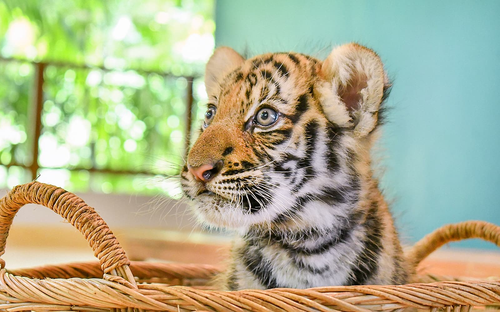 Tiger Park Tickets with Tiger Interactions in Phuket - Features | TickYourList