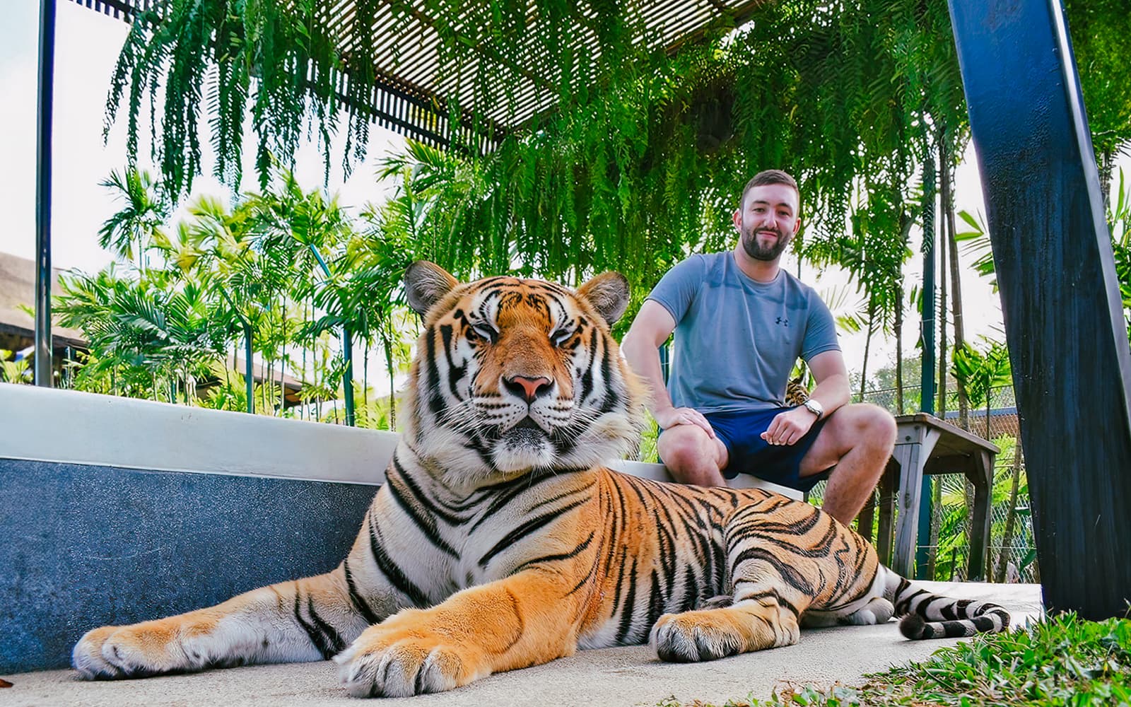 Tiger Park Tickets in Phuket - Attractions | TickYourList