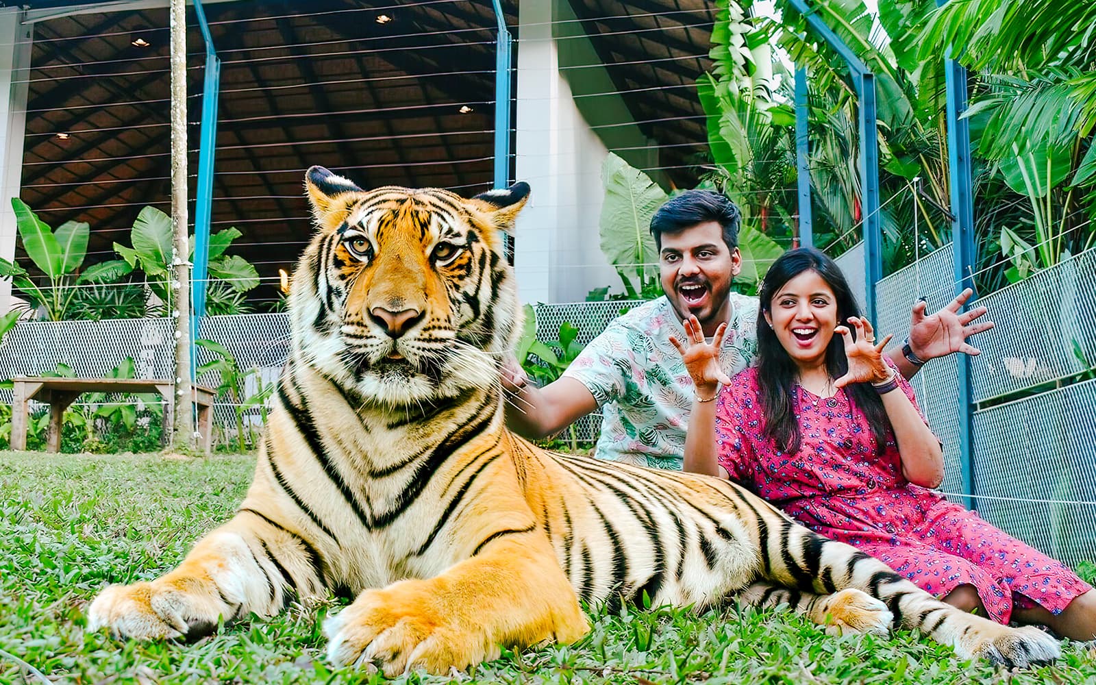 Tiger Park Tickets in Phuket - Activities | TickYourList