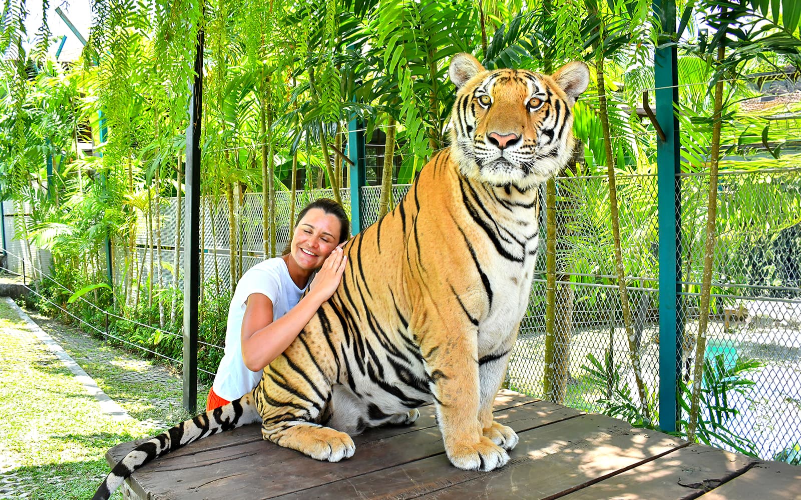 Tiger Park Tickets in Phuket - Highlights | TickYourList