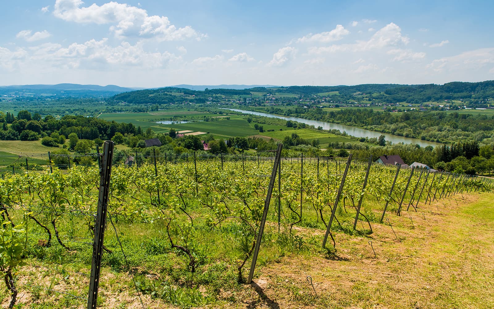 Polish Vineyards and Jaworz Watchtower Guided Wine Tour in Gródek with Round-Trip Transfers tickets in Krakow - Attractions | TickYourList