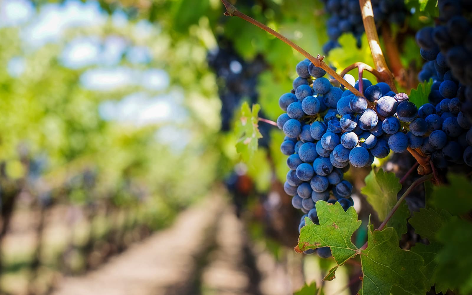 Polish Vineyards and Jaworz Watchtower Guided Wine Tour in Gródek with Round-Trip Transfers tickets in Krakow - Features | TickYourList