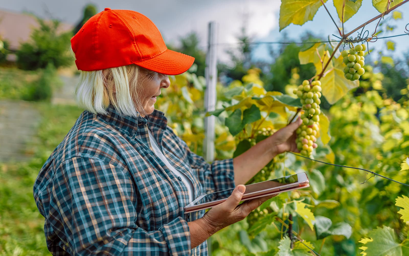 Chodorowa Vineyards and Chruślice Watchpoint Guided Wine Tour with Round-Trip Transfers