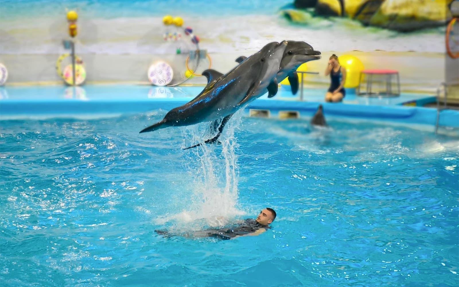 Phuket Dolphin Show Tickets: Foreigners in Phuket - Highlights | TickYourList